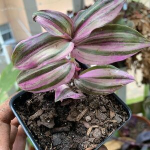 Tradescantia Zebrina Danny Lee